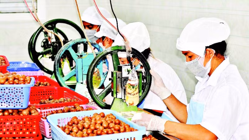 Lâm Đồng hướng đến sản xuất mắc-ca chất lượng cao đáp ứng thị trường trong nước và xuất khẩu.