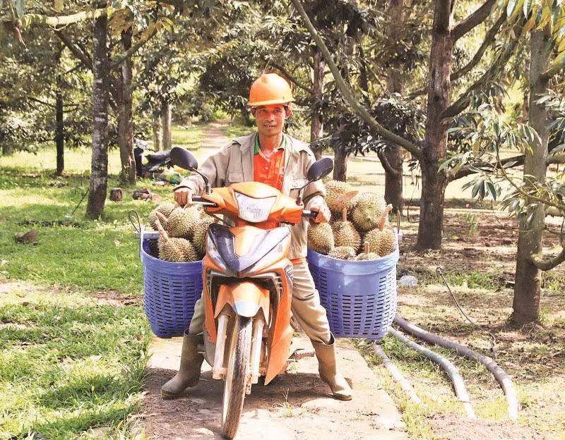 Anh KaTơ Nguốn thu hoạch sầu riêng.