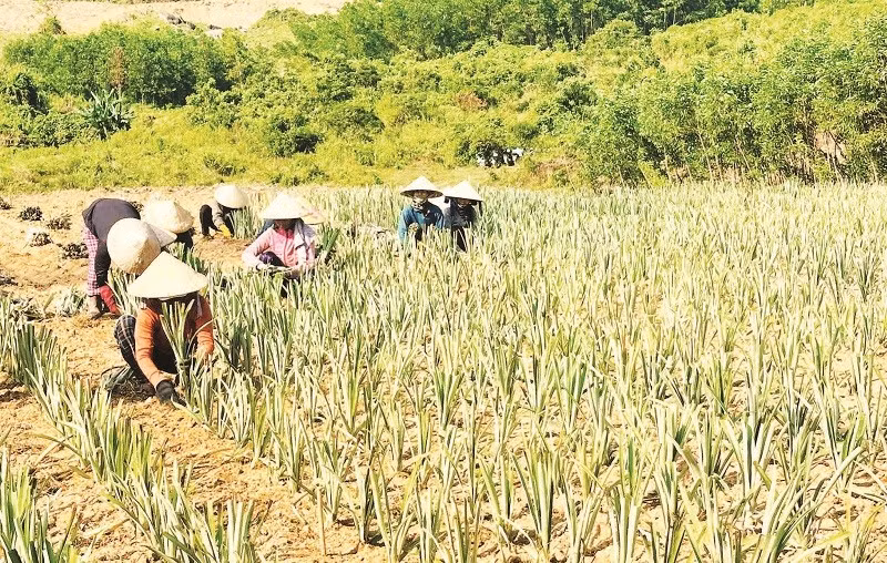 Mô hình trồng dứa Queen đang được nhiều xã, phường vùng cao tỉnh Quảng Ngãi lựa chọn để chuyển đổi cây trồng mang lại thu nhập cao cho người dân.