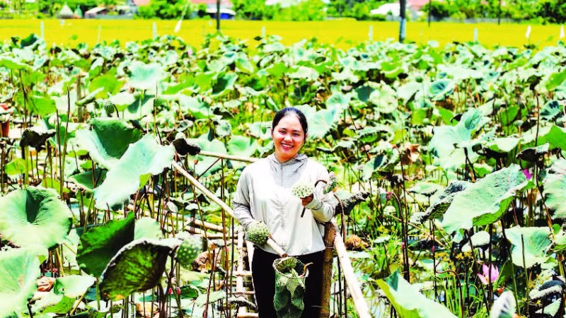 Chị Đỗ Thị Mỹ Hạnh bên ao sen của mình.