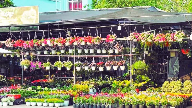 Một hộ dân sử dụng khu đất trống để trồng và kinh doanh hoa cảnh đô thị ở phường Chánh Hưng.