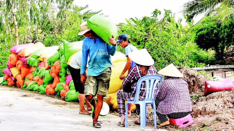 Thông qua các hợp tác xã, thương lái vào tận nơi thu mua, bao tiêu toàn bộ đầu ra lúa phát thải thấp với giá cao hơn thị trường khoảng 200 đồng/kg.