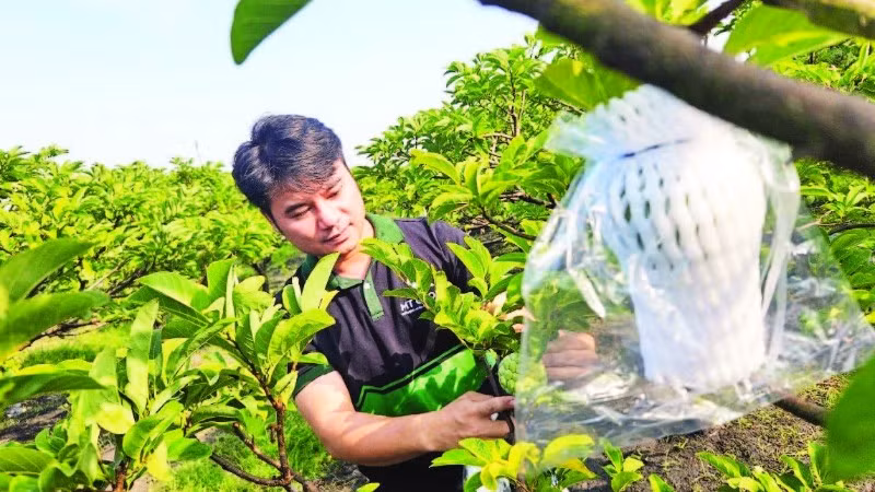 Tác động gián tiếp khi thuế và các chi phí liên quan tăng, giá phân bón, vật tư leo thang, kéo theo chi phí sản xuất của nông dân và hợp tác xã tăng theo.