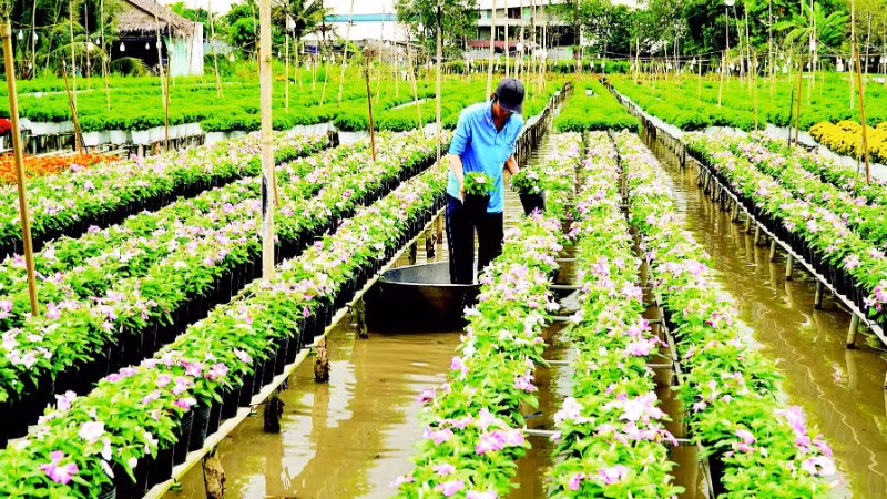 Chăm sóc hoa tại Tổ hợp tác hoa kiểng khóm Tân An.