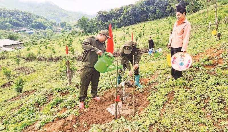 Nông dân xã Quài Nưa chủ động trồng cây mắc-ca trên các diện tích đất nương bạc màu.