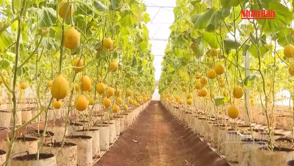 [Video] Lâm đồng ứng dụng trí tuệ nhân tạo trong nông nghiệp