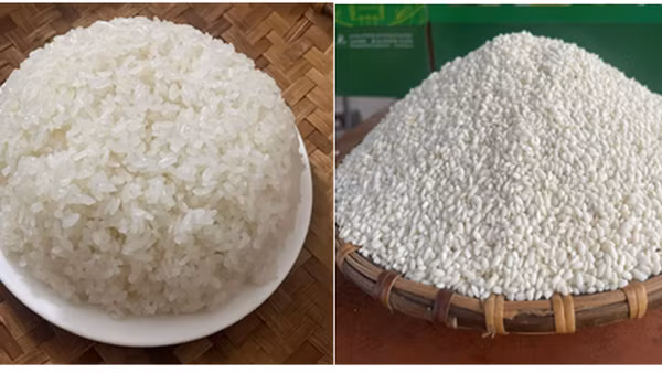 Gạo nếp Gà Gáy Mỹ Lung từ lâu đã được người tiêu dùng biết đến nhờ chất lượng đặc thù nổi bật. (Ảnh: Trung tâm Thẩm định Chỉ dẫn địa lý và Nhãn hiệu quốc tế)
