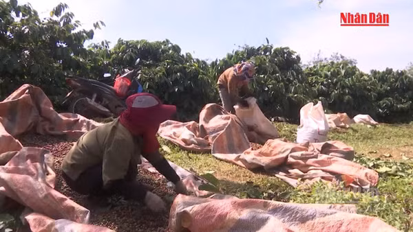 [Video] Việt Nam có thể chịu thiệt hại môi trường hàng tỷ USD do thất thoát, lãng phí thực phẩm