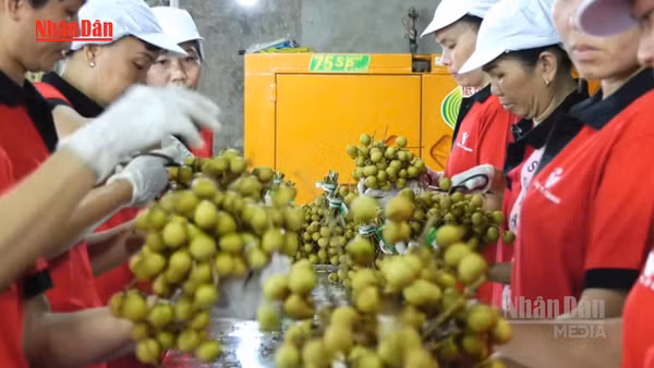 [Video] Gần 6,3 triệu cơ sở kinh tế tạo việc làm hơn 30 triệu lao động