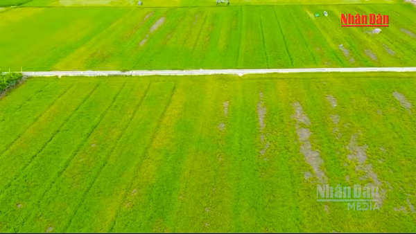 [Video] Nâng giá trị cây rau má từ vùng nguyên liệu địa phương