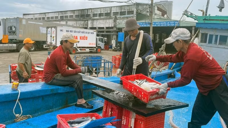 Việc kết nối trách nhiệm giữa ngư dân-cảng cá-thương lái là chìa khóa giúp Bình Định đạt được hiệu quả cao trong công tác xác nhận nguồn gốc thủy sản.