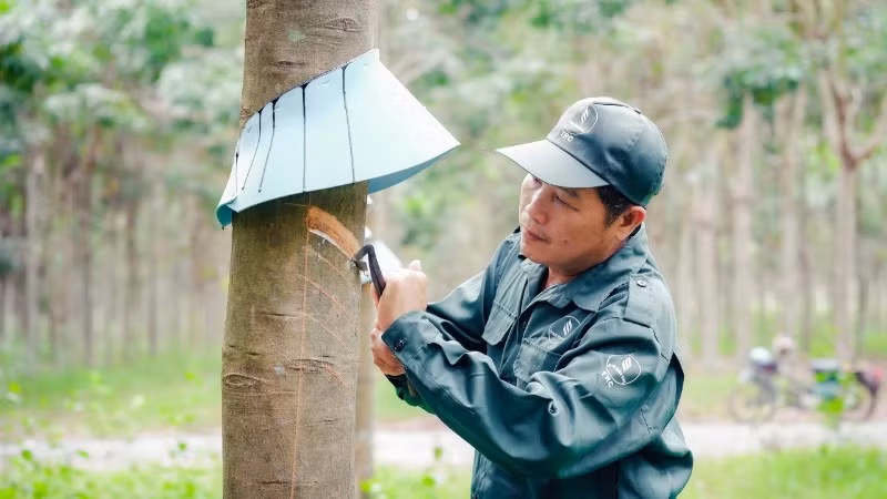 Công nhân khai thác mủ cao-su tại Công ty cổ phần cao-su Tây Ninh. (Ảnh: ĐÀO PHONG)