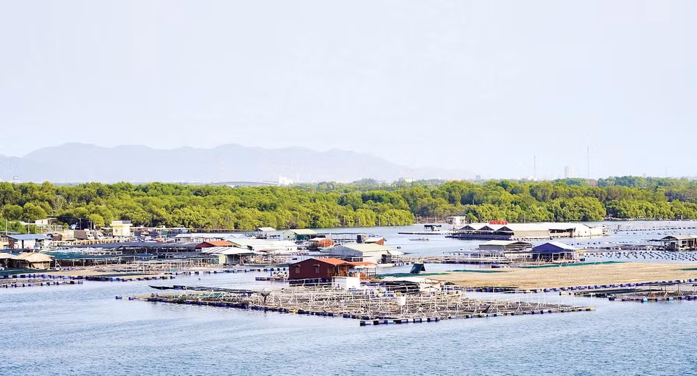 Rừng ngập mặn ở xã Long Sơn và các bè nổi nuôi trồng thủy sản trên sông Chà Và.
