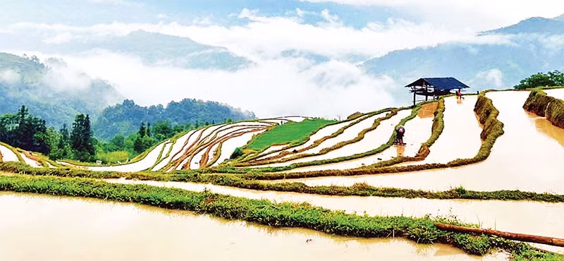 Diện tích ruộng bậc thang phân bổ đều ở hầu hết các xã vùng núi phía tây tỉnh Tuyên Quang (các xã thuộc huyện Hoàng Su Phì, tỉnh Hà Giang cũ).