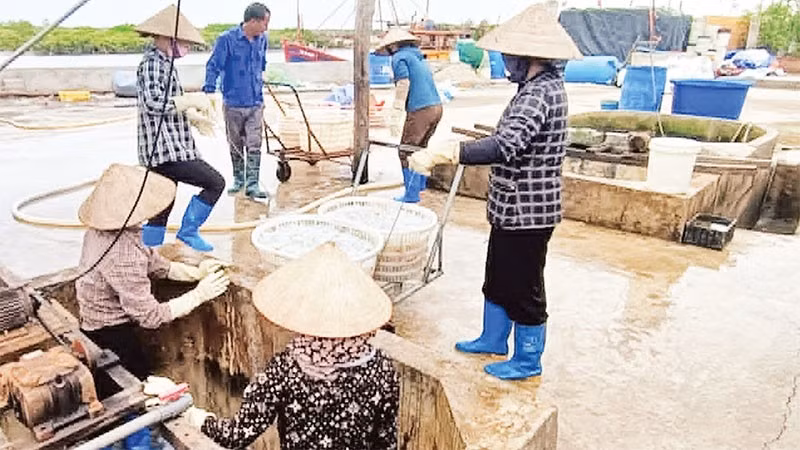Thu hoạch sứa ở xã Hưng Phú (tỉnh Hưng Yên). 