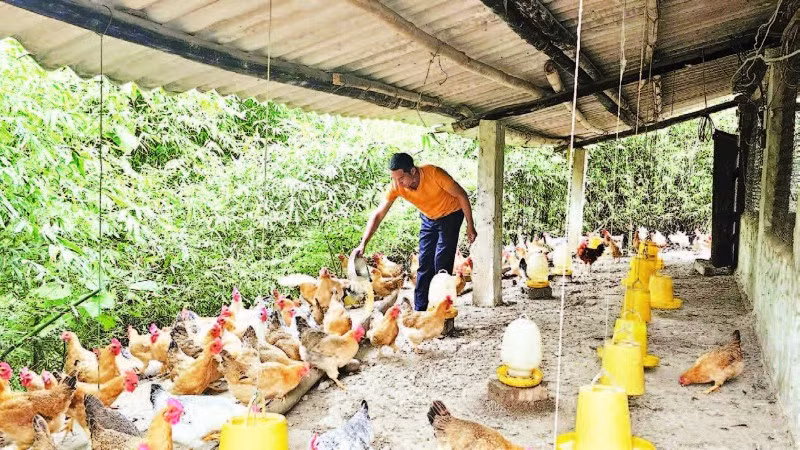 Mô hình chăn nuôi gà thả đồi tự nhiên của gia đình anh Lý Đức Bảo ở thôn Hợp Thành, xã Tiên Yên mang lại giá trị kinh tế cao.