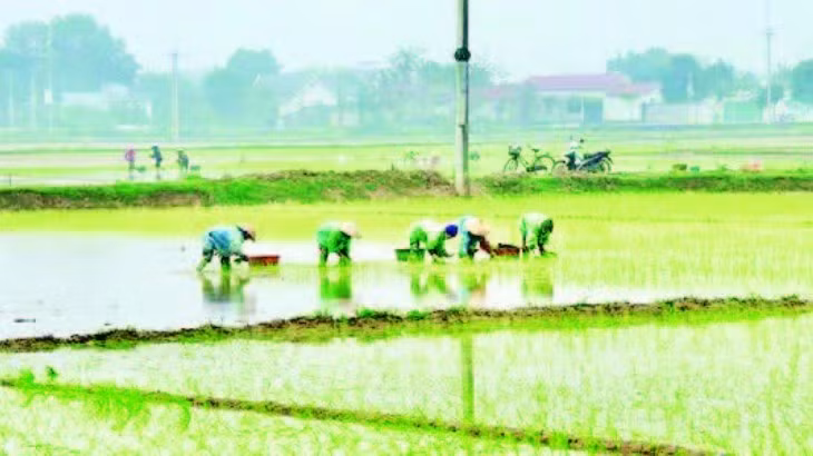 Nông dân xã Phú Nghĩa tập trung nhân lực cấy lúa xuân, bảo đảm trong khung thời vụ tốt nhất.