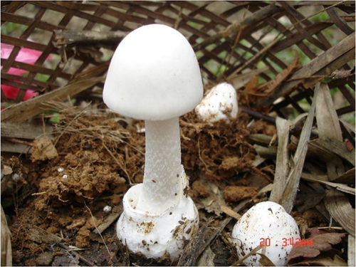 Nấm độc tán trắng (Amanita verna). (Ảnh: Hoàng Công Minh)