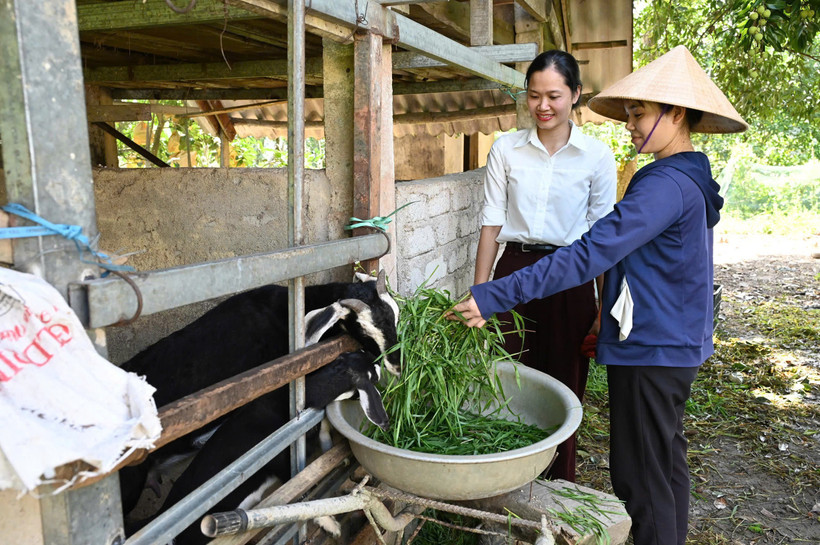 Mô hình nuôi dê phù hợp với điều kiện, phương thức sản xuất của người dân vùng lũ Hương Khê, Hà Tĩnh. (Ảnh: Đức Chiến)