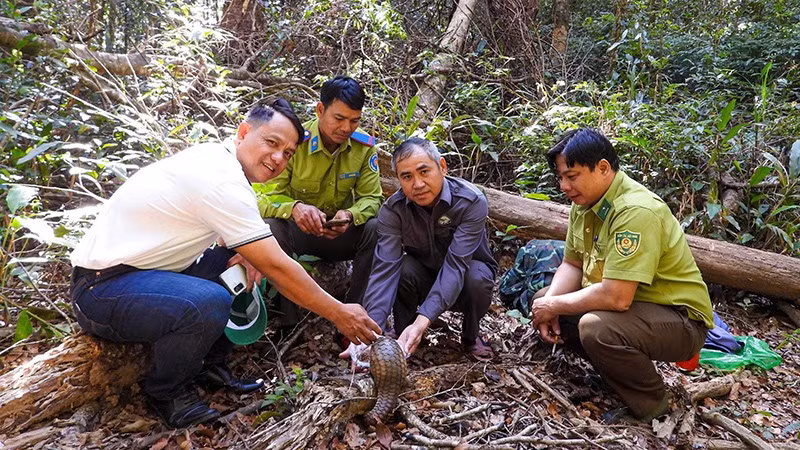 Cá thể tê tê Java, thuộc nhóm IB được thả về rừng.