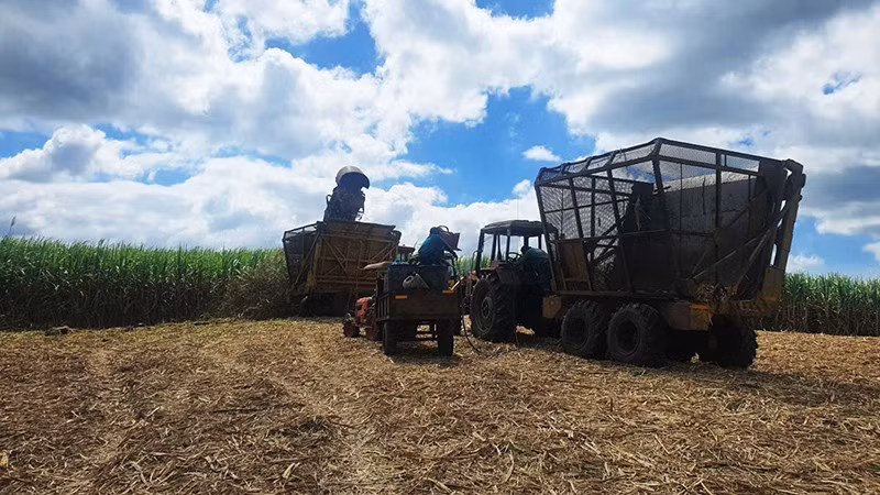 Mía ngọt là sinh kế bền vững cho hàng chục nghìn hộ dân phía Đông Trường Sơn của tỉnh Gia Lai.