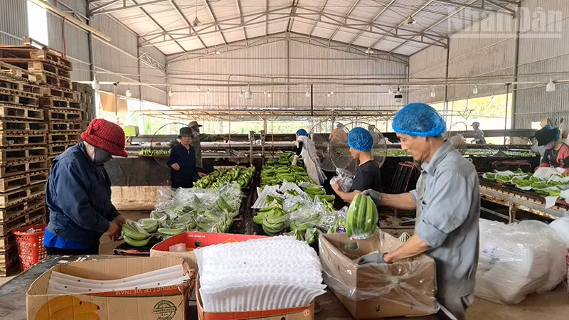 Chuối Nam Mỹ tại xã Ia Tơi được thị trường nước ngoài đánh giá cao.