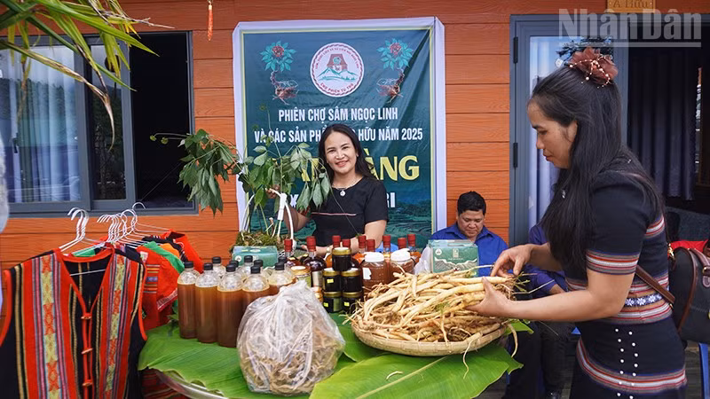 Huyện Tu Mơ Rông phát triển đa dạng các sản phẩm từ dược liệu.