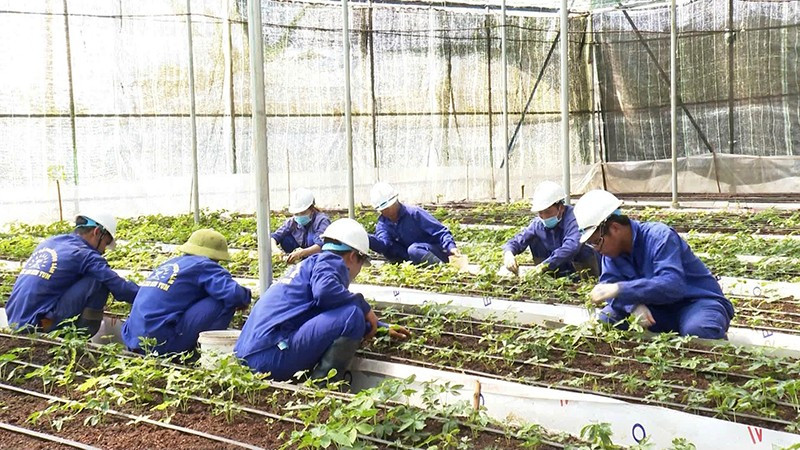 Nhà màng trồng sâm Ngọc Linh của Công ty cổ phần Rượu Sâm Ngọc Linh Kon Tum.
