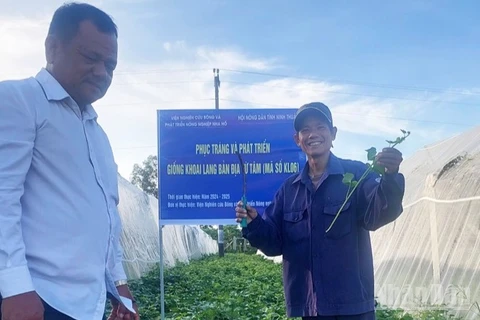 Khu vực phục tráng và phát triển giống khoai lang bản địa Từ Tâm (mã số KL06) tại xã Ninh Phước, tỉnh Khánh Hòa. (Ảnh: NGUYỄN TRUNG)