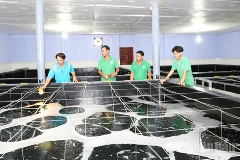 Bộ phận kỹ thuật của Công ty trách nhiệm hữu hạn Sản xuất giống thủy sản Tuấn Hà, xã Vĩnh Hải, tỉnh Khánh Hòa kiểm tra quá trình sinh trưởng của tôm giống trong thời gian ươm dưỡng. (Ảnh: NGUYỄN TRUNG).