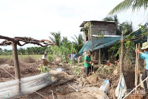 Ông Trịnh Minh Trung, thôn Ninh Quý 3, xã Phước Hậu (Khánh Hòa) thuê 3 công đến dọn lại vườn tược sau mưa lũ. (Ảnh: NGUYỄN TRUNG)