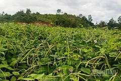 Nhiều loại cây trồng ngắn ngày như ngô, đậu, mè... phù hợp với thổ nhưỡng của Phú Túc.