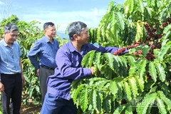 Chi bộ Đội 6, Đảng bộ Công ty TNHH MTV Cà phê 731 hoàn thành xuất sắc nhiệm vụ sản xuất kinh doanh.