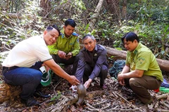 Cá thể tê tê Java, thuộc nhóm IB được thả về rừng.