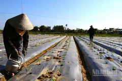 Những cánh đồng ớt ở cuối nguồn sông Kôn, xã Tuy Phước đang được nông dân tất bật chăm sóc để kịp cung ứng cho thị trường Tết.