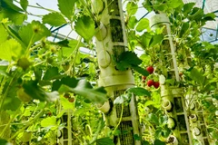 Trồng cây bằng đá tại trang trại thẳng đứng - Mô hình nông nghiệp xanh, bền vững