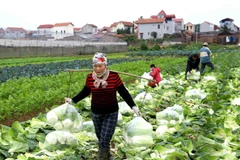 Người dân cần khẩn trương thu hoạch rau màu ở vùng thấp trũng. 