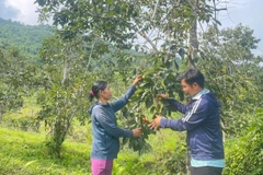 Một vườn hồng trên núi của người dân thôn Nà Chom, xã Đồng Phúc. (Ảnh: TÙNG VÂN)