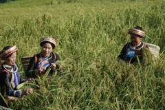 Thu hoạch lúa nếp Tài ở thôn Phiêng Phàng, xã Thượng Minh. (Ảnh: TUẤN SƠN)