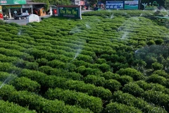 Tưới nước tiết kiệm, thông minh cho cây chè tại Hợp tác xã chè Hảo Đạt. (Ảnh: TUẤN SƠN)