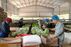 Chuối Nam Mỹ tại xã Ia Tơi được thị trường nước ngoài đánh giá cao.