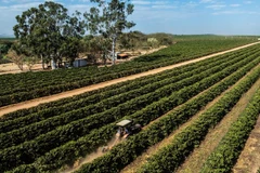 Cánh đồng cà-phê tại Minas Gerais, Brazil. (Ảnh: THX/TTXVN)