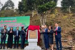 Thực hiện nghi thức gắn biển cho quần thể 12 cây chè Di sản Việt Nam. (Ảnh: TUẤN SƠN).