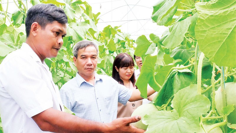 Vườn dưa lưới của Lâm Nhanh, xã Lộc Hưng, tỉnh Đồng Nai đang đem lại hiệu quả kinh tế cao.