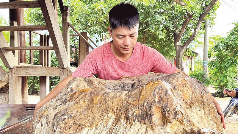 Gỗ hóa đá với vân tự nhiên độc đáo, phản ánh quá trình kiến tạo hàng triệu năm.