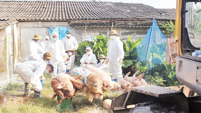 Xã Hòa Phú tiêu hủy lợn mắc bệnh dịch tả lợn châu Phi.