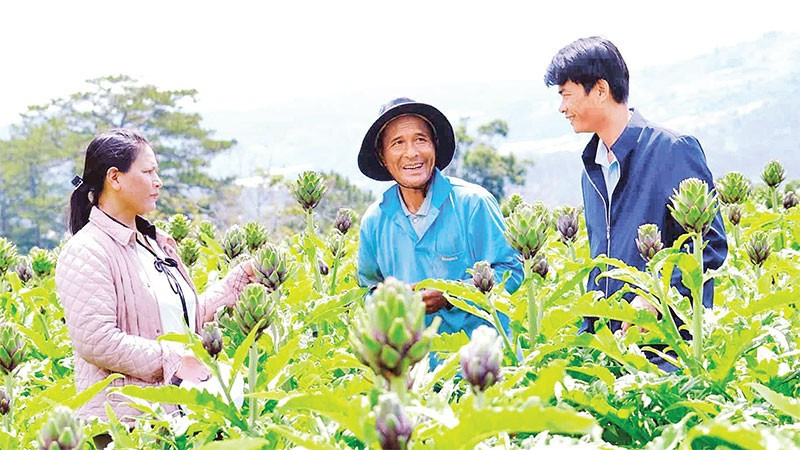 Nhiều gia đình tại Lâm Đồng canh tác cây dược liệu atisô mang lại hiệu quả kinh tế cao.