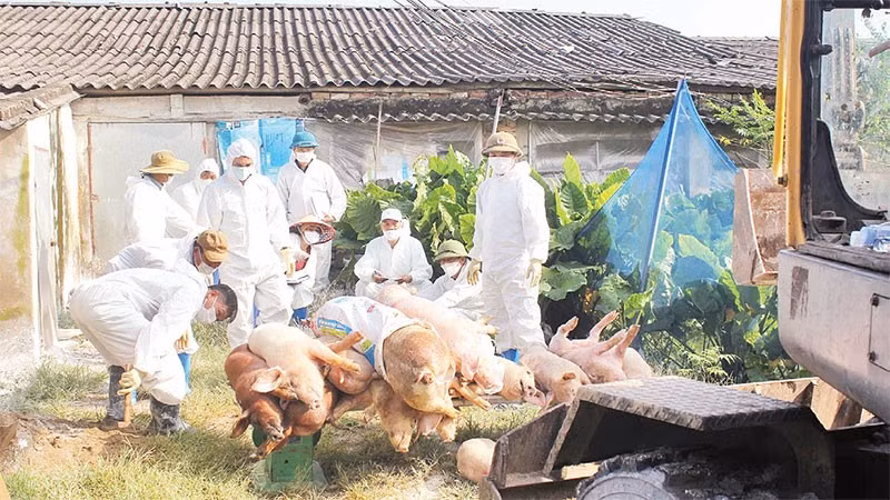 Xã Hòa Phú tiêu hủy lợn mắc bệnh dịch tả lợn châu Phi.
