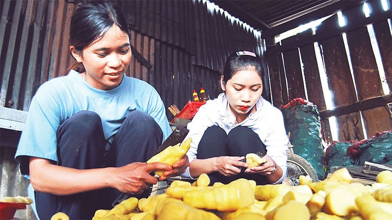 Hội viên phụ nữ thôn Đăk Wet, xã Đăk Pxi sơ chế măng le.