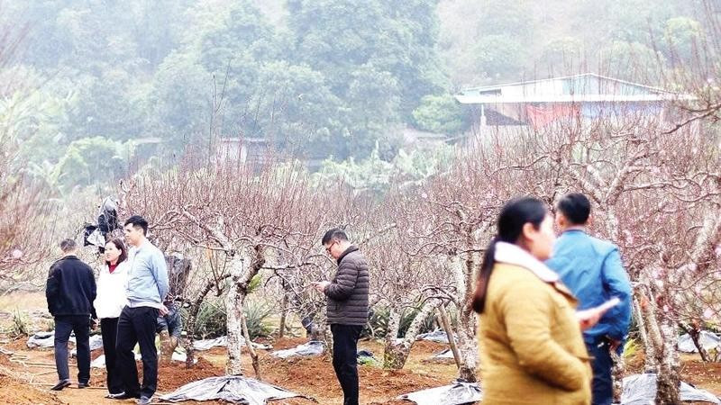 Vườn đào Đà Bắc tấp nập người mua để chở về dưới xuôi chơi Tết.